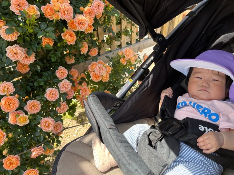 綺麗なお花をみーつけた🌹(0歳児🦦)