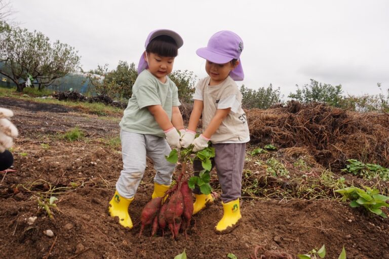 みんなで頑張ったよ!お芋掘り遠足(2歳児🐳)